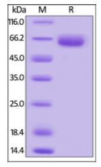 Mouse SLAMF7, Mouse IgG2a Fc Tag, low endotoxin on SDS-PAGE under reducing (R) condition. The gel was stained overnight with Coomassie Blue. The purity of the protein is greater than 95%.